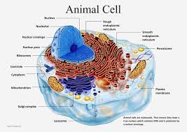 Animal Cell Animal Cell Animal Cell Project Cell Diagram