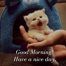 We did not find results for: 26 Amazing Good Morning Cat Pictures