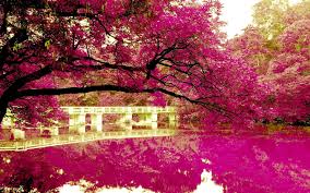 Check spelling or type a new query. Pink Nature Laptop Wallpapers Top Free Pink Nature Laptop Backgrounds Wallpaperaccess
