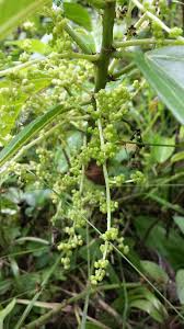 Image result for Scepocarpus trinervis