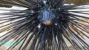Ada 13 perubahan tertunda menunggu peninjauan. Hati Hati Banyak Bulu Babi Laut Atau Landak Laut Di Pulau Tidung Youtube