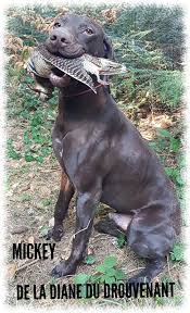 Accueil Elevage De La Diane Du Drouvenant Eleveur De Chiens Braque Allemand A Poil Court