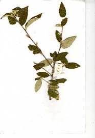 Image result for Croton polytrichus