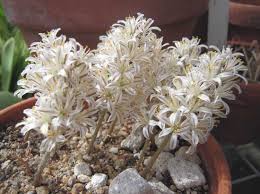 Image result for Eriospermum