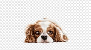 A relatively young breed, the cavalier king charles was modeled on toy spaniels beloved and pampered by british royalty, including. Cavalier King Charles Spaniel Puppy Dog Breed English Cocker Spaniel Puppy Animals Carnivoran Png Pngegg