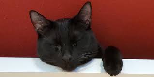 Fiona branton, a longtime foster parent to cats, says go for it. Foster Cats 101 Why You Should Consider Fostering A Cat