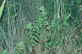 Image result for Thelypteris confluens