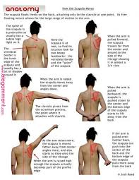 Shoulder How The Scapula Moves By Aislingh Massage Therapy Occupational Therapy Muscle Anatomy