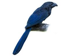 Image result for Arthropteris anniana