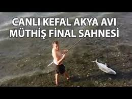 Akya Avi Canli Kefal Kullanarak Soguk Kanli Finali Finaller Avcilik Balik