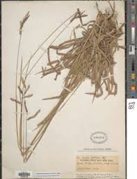 Image result for Urochloa marlothii