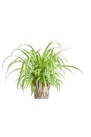 Image result for Chlorophytum