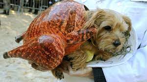 Scariest in Show: Halloween dog parade in New York - ITV News