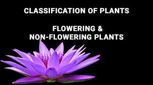 Maybe you would like to learn more about one of these? Flowering Non Flowering Plants Youtube