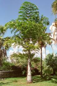 Image result for Cordia torrei