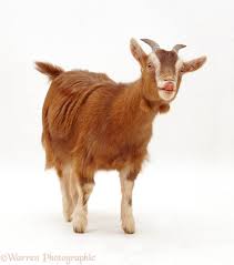 Pygmy X Toggenburg Goat Goats Toggenburg Goat Goat Farming