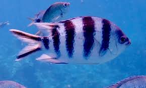Closeup shot of a zebra on a black background. Angelfish Identification Guide Snorkeling Report