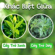 Trà xanh bảo lộc trên facebook. Cay Tra Day Khac Vá»›i Cay Tra Xanh NhÆ° Tháº¿ Nao Tra Bstar Mon Qua Cho Sá»©c Khá»e