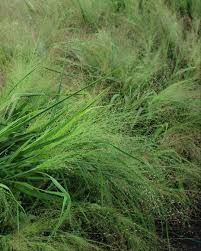 Image result for Eragrostis macrochlamys