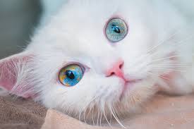 Sometimes, a cat's breed is used to determine its personality by making it a kind of voiced ethnic or nationality stereotype, especially if the name of white: Cat Colors Get The Fascinating Facts Behind Cat Coats Patterns Catster