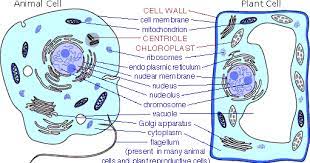 Centrioles play an important role in mitosis and cell movement. Do Plant Cells Have Cytoplasm Shefalitayal