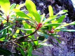 Image result for Aeschynomene mossambicensis