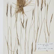 Image result for Aristida barbicollis