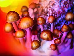 Silicon Valley Is Micro Dosing Magic Mushrooms To Boost Their Careers