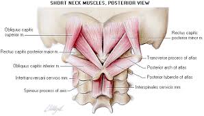 Pin On Anatomy
