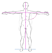 Anatomical position for a human is when the human stands up, faces forward, has arms extended, and has palms facing out. Learn From Anatomy To Improve Your Poses Art Rocket