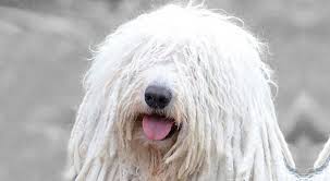 Komondor Dog Breed Information Komondor Dog Komondor Dog Breeds