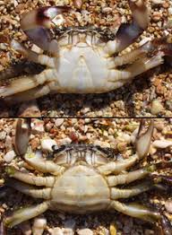 Crab Wikipedia