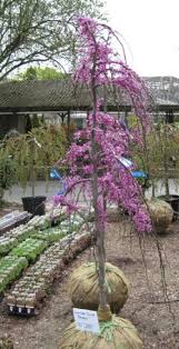 Pngtree provide small umbrella png in.ai, eps and psd files format. 16 Umbrella Shaped Trees Ideas Weeping Trees Plants Garden