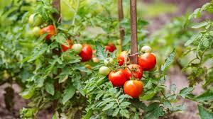 Si vous achetez vos tomates en jardineries ou lors de fêtes des plantes, choisissez des plants en godets d'une quinzaine de centimètres de hauteur, avec des tiges ayant le. Comment Planter Les Tomates En Terre Blog Jardin Couvert Conseils Jardinage Et Serres