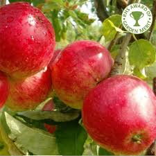 Apple 'scarlet sentinel', pole apple 'scarlet sentinel', columnar apple 'scarlet sentinel'. Worcester Pearmain Apple Tree Buy Eating Apple Trees
