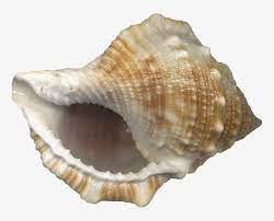 Check spelling or type a new query. Sea Shell Conch Shell With No Background Transparent Png 749x583 Free Download On Nicepng