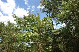 Image result for Julbernardia paniculata