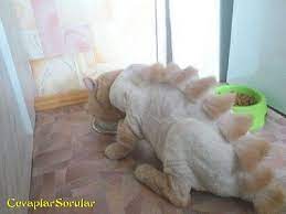 ejderha gibi tras edilen kedi cevaplarsorular stupid cat shaved cat crazy cats