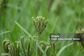 Image result for Eleusine coracana