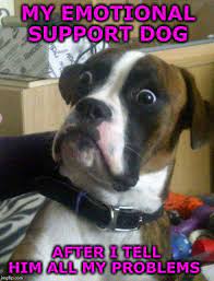 Emotional Support Animal Memes Gifs Imgflip