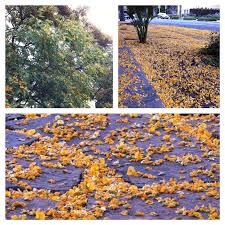 Tipuana canopy fills with bright yellow flowers in summer to display one of the most beautiful flowering trees for warm climates. Tipu Tree Is A Brute But The Flower Are Beautiful Finegardening