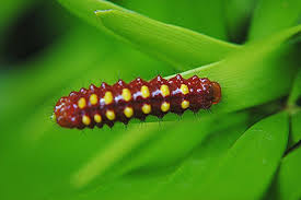 Black And Red Caterpillar Maine Ah The Beauty Of A Shiny Red And Gold Spotted Caterpillar Of The Rare Atala Butterfly Butterfly Caterpillar Red And Gold