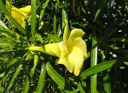 Image result for Cascabela thevetia