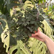 Image result for Mikania