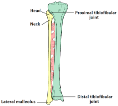 (right) the fibula and the tibia, bones of the lower leg. The Fibula Surfaces Articulations Fractures Teachmeanatomy