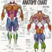 Human structure and functions in health. Level 7 Muscle Groups Anatomy And Physiology Memrise