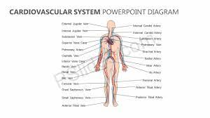 Cardiovascular System Powerpoint Diagram Cardiovascular System Circulatory System Human Circulatory System