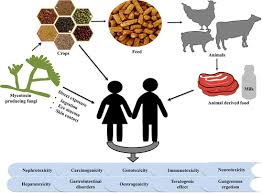Image result for Mycotoxin