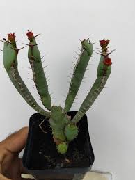 Image result for Euphorbia halipedicola