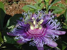 Purple Passionflower Purple Passion Vine Maypop Passion Flower Family Native To U S Attracts Long Winged Bu Purple Passion Flower Passion Flower Flowers